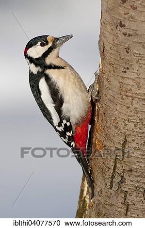 "Great Spotted Woodpecker (Dendrocopos major), male, foraging, Middle Elbe Biosphere Reserve, Saxony-Anhalt, Germany, Europe" View Large Photo Image Stock Image - "Great Spotted Woodpecker (Dendrocopos major), male, foraging, Middle Elbe Biosphere Reserve, Saxony-Anhalt, Germany, Europe". Fotosearch