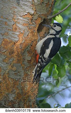 "Great Spotted Woodpecker (Dendrocopos major), Lower Saxony, Germany, Europe" View Large Photo Image Stock Photo - "Great Spotted Woodpecker (Dendrocopos major), Lower Saxony, Germany, Europe". Fotosearch