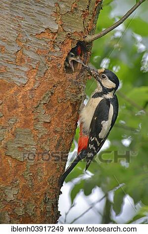 "Great Spotted Woodpecker (Dendrocopos major) feeding a chick, Lower Saxony, Germany, Europe" View Large Photo Image Stock Photo - "Great Spotted Woodpecker (Dendrocopos major) feeding a chick, Lower Saxony, Germany, Europe". Fotosearch