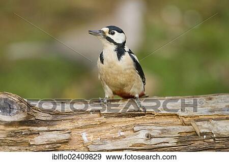 Stock Photo - "Great Spotted Woodpecker (Dendrocopos major), Limburg an der Lahn, Hesse, Germany, Europe". Fotosearch