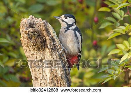 Stock Photo - Great Spotted Woodpecker (Dendrocopos major), Limburg an der Lahn, Hesse, Germany, Europe. Fotosearch