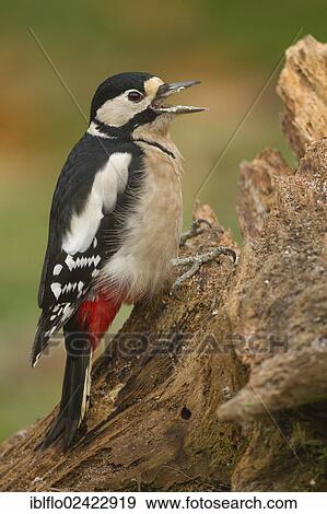 Stock Photo - Great Spotted Woodpecker (Dendrocopos major), Limburg an der Lahn, Hesse, Germany, Europe. Fotosearch
