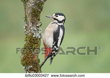 Stock Photo - "Great Spotted Woodpecker (Dendrocopos major), Offheim, Limburg an der Lahn, Hesse, Germany, Europe". Fotosearch