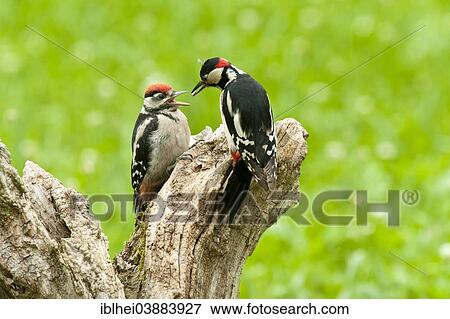 "Great Spotted Woodpecker (Dendrocopos major) adult feeding young, Austria, Europe" View Large Photo Image Stock Photo - "Great Spotted Woodpecker (Dendrocopos major) adult feeding young, Austria, Europe". Fotosearch