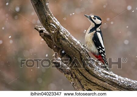 "Great Spotted Woodpecker (Dendrocopos major), Middle Elbe Biosphere Reserve, Saxony-Anhalt, Germany, Europe" View Large Photo Image Stock Photo - "Great Spotted Woodpecker (Dendrocopos major), Middle Elbe Biosphere Reserve, Saxony-Anhalt, Germany, Europe". Fotosearch
