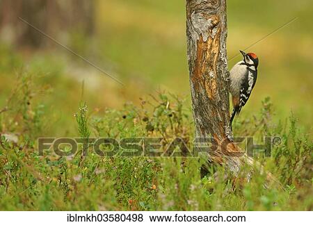 "Great Spotted Woodpecker (Dendrocopos major), juvenile, Suomussalmi, Kainuu, Finland, Europe" View Large Photo Image Stock Photo - "Great Spotted Woodpecker (Dendrocopos major), juvenile, Suomussalmi, Kainuu, Finland, Europe". Fotosearch