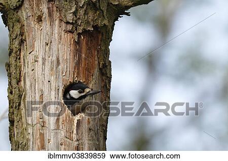 "Great Spotted Woodpecker (Dendrocopos major) in a nesting hole, Mueritz area, Mecklenburg Lake District, Mecklenburg-Western Pomerania, Germany, Europe" View Large Photo Image Stock Photo - "Great Spotted Woodpecker (Dendrocopos major) in a nesting hole, Mueritz area, Mecklenburg Lake District, Mecklenburg-Western Pomerania, Germany, Europe". Fotosearch