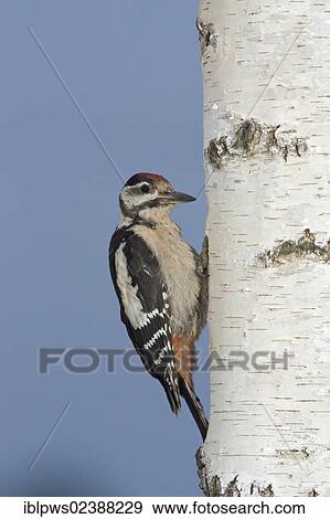 "Great spotted woodpecker (Dendrocopos major), juvenile, perching, South East England, United Kingdom, Europe" View Large Photo Image Stock Photo - "Great spotted woodpecker (Dendrocopos major), juvenile, perching, South East England, United Kingdom, Europe". Fotosearch