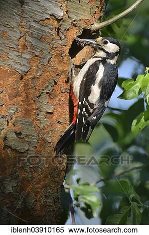 "Great Spotted Woodpecker (Dendrocopos major), Lower Saxony, Germany, Europe" View Large Photo Image Stock Photography - "Great Spotted Woodpecker (Dendrocopos major), Lower Saxony, Germany, Europe". Fotosearch
