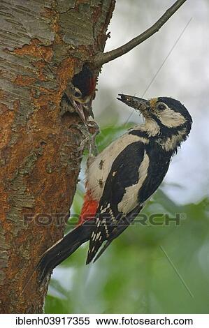 "Great Spotted Woodpecker (Dendrocopos major) feeding a chick, Lower Saxony, Germany, Europe" View Large Photo Image Stock Photography - "Great Spotted Woodpecker (Dendrocopos major) feeding a chick, Lower Saxony, Germany, Europe". Fotosearch