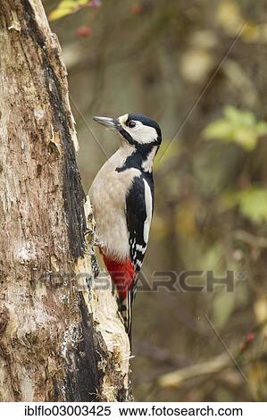 "Great Spotted Woodpecker (Dendrocopos major), Offheim, Limburg an der Lahn, Hesse, Germany, Europe" View Large Photo Image Stock Photography - "Great Spotted Woodpecker (Dendrocopos major), Offheim, Limburg an der Lahn, Hesse, Germany, Europe". Fotosearch