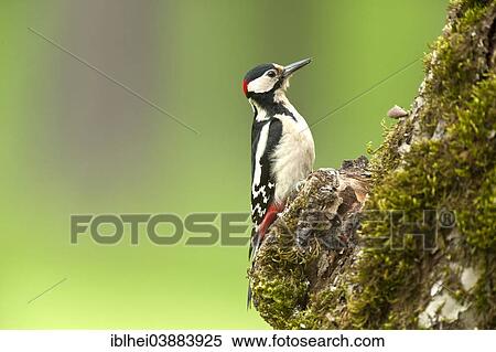 "Great Spotted Woodpecker (Dendrocopos major), Austria, Europe" View Large Photo Image Stock Photography - "Great Spotted Woodpecker (Dendrocopos major), Austria, Europe". Fotosearch