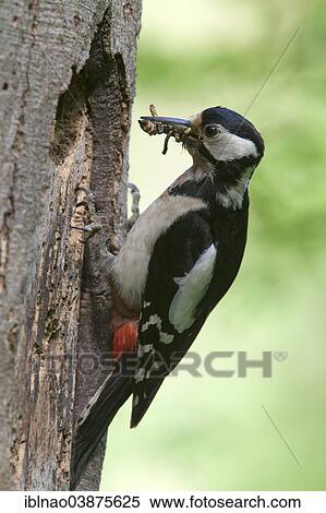 "Great Spotted Woodpecker (Dendrocopos major), Schleswig-Holstein, Germany, Europe" View Large Photo Image Stock Photography - "Great Spotted Woodpecker (Dendrocopos major), Schleswig-Holstein, Germany, Europe". Fotosearch