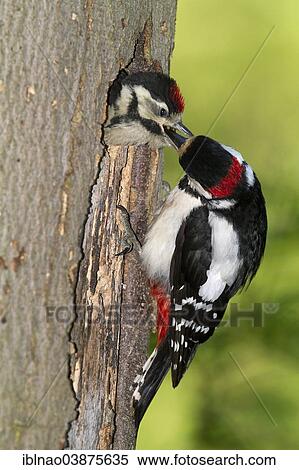 "Great Spotted Woodpecker (Dendrocopos major), Schleswig-Holstein, Germany, Europe" View Large Photo Image Stock Photography - "Great Spotted Woodpecker (Dendrocopos major), Schleswig-Holstein, Germany, Europe". Fotosearch