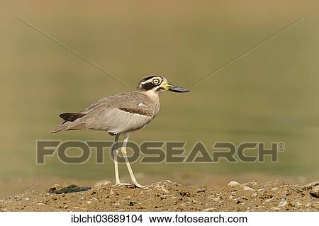 "Great Stone-curlew or Great Thick-knee (Esacus recurvirostris, Burhinus recurvirostris), Uttar Pradesh, India, Asia" View Large Photo Image Picture - "Great Stone-curlew or Great Thick-knee (Esacus recurvirostris, Burhinus recurvirostris), Uttar Pradesh, India, Asia". Fotosearch