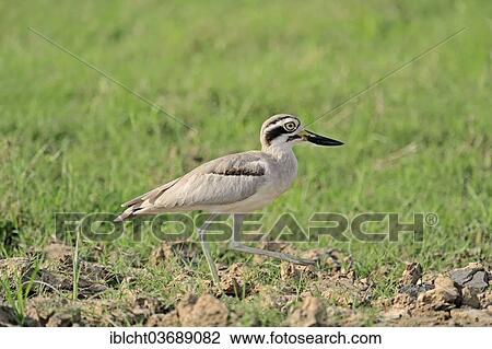 "Great Stone-curlew or Great Thick-knee (Esacus recurvirostris, Burhinus recurvirostris), Uttar Pradesh, India, Asia" View Large Photo Image Stock Image - "Great Stone-curlew or Great Thick-knee (Esacus recurvirostris, Burhinus recurvirostris), Uttar Pradesh, India, Asia". Fotosearch