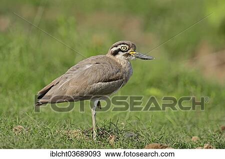 "Great Stone-curlew or Great Thick-knee (Esacus recurvirostris, Burhinus recurvirostris), Uttar Pradesh, India, Asia" View Large Photo Image Stock Image - "Great Stone-curlew or Great Thick-knee (Esacus recurvirostris, Burhinus recurvirostris), Uttar Pradesh, India, Asia". Fotosearch