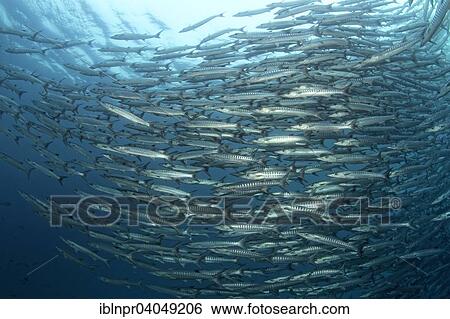 "Great Swarm of Blackfin barracudas (Sphyraena qenie), Great Barrier Reef, Pacific, Australia, Oceania" View Large Photo Image Stock Photograph - "Great Swarm of Blackfin barracudas (Sphyraena qenie), Great Barrier Reef, Pacific, Australia, Oceania". Fotosearch