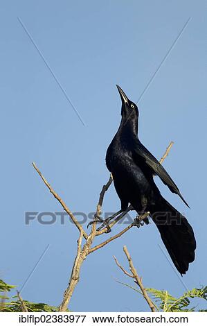 "Great-tailed Grackle (Quiscalus mexicanus), adult male, displaying, perched on twigs, South Padre Island, Texas, United States, North America" View Large Photo Image Stock Photo - "Great-tailed Grackle (Quiscalus mexicanus), adult male, displaying, perched on twigs, South Padre Island, Texas, United States, North America". Fotosearch