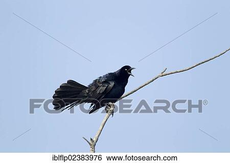 "Great-tailed Grackle (Quiscalus mexicanus), adult male, displaying, perched on twig, Quintana, Texas, United States, North America" View Large Photo Image Stock Photograph - "Great-tailed Grackle (Quiscalus mexicanus), adult male, displaying, perched on twig, Quintana, Texas, United States, North America". Fotosearch