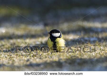 "Great Tit (Parus major), Bergshausen, Fuldabruck, Hesse, Germany, Europe" View Large Photo Image Stock Image - "Great Tit (Parus major), Bergshausen, Fuldabruck, Hesse, Germany, Europe". Fotosearch