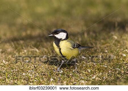 Stock Image - "Great Tit (Parus major), Bergshausen, Fuldabruck, Hesse, Germany, Europe". Fotosearch