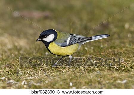 "Great Tit (Parus major), Bergshausen, Fuldabruck, Hesse, Germany, Europe" View Large Photo Image Stock Image - "Great Tit (Parus major), Bergshausen, Fuldabruck, Hesse, Germany, Europe". Fotosearch