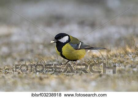 "Great Tit (Parus major), Bergshausen, Fuldabruck, Hesse, Germany, Europe" View Large Photo Image Stock Photo - "Great Tit (Parus major), Bergshausen, Fuldabruck, Hesse, Germany, Europe". Fotosearch