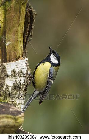 "Great Tit (Parus major), Bergshausen, Fuldabruck, Hesse, Germany, Europe" View Large Photo Image Stock Photo - "Great Tit (Parus major), Bergshausen, Fuldabruck, Hesse, Germany, Europe". Fotosearch