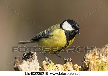 "Great Tit (Parus major), Bergshausen, Fuldabruck, Hesse, Germany, Europe" View Large Photo Image Stock Photo - "Great Tit (Parus major), Bergshausen, Fuldabruck, Hesse, Germany, Europe". Fotosearch