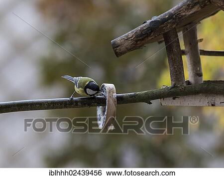 Stock Photograph - "Great Tit (Parus major) feeding on a ring hanging next to a bird feeder, Erfurt, Thuringia, Germany, Europe". Fotosearch