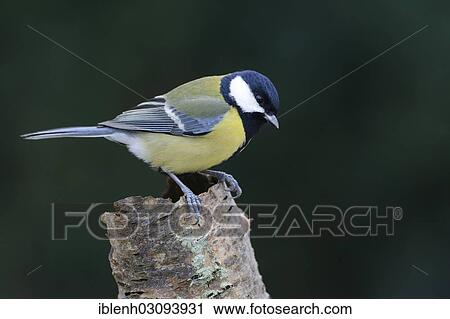"Great Tit (Parus major), Haren, Emsland, Lower Saxony, Germany, Europe" View Large Photo Image Stock Image - "Great Tit (Parus major), Haren, Emsland, Lower Saxony, Germany, Europe". Fotosearch