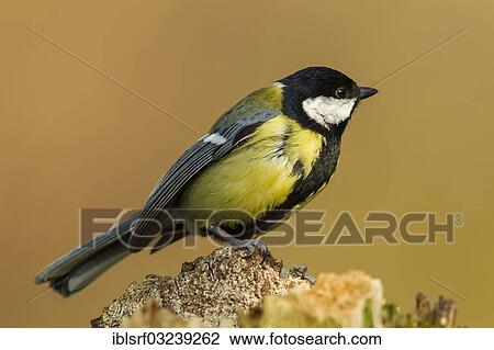 "Great Tit (Parus major), Hesse, Germany, Europe" View Large Photo Image Stock Image - "Great Tit (Parus major), Hesse, Germany, Europe". Fotosearch