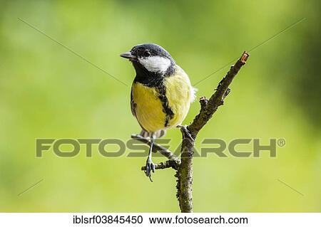 Stock Image - "Great Tit (Parus major), Hesse, Germany, Europe". Fotosearch
