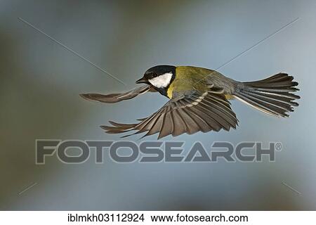 "Great Tit (Parus major) in flight, Asbach, Bad Hersfeld, Hesse, Germany, Europe" View Large Photo Image Picture - "Great Tit (Parus major) in flight, Asbach, Bad Hersfeld, Hesse, Germany, Europe". Fotosearch
