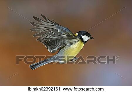 "Great Tit (Parus major), in flight, Bad Hersfeld, Hesse, Germany, Europe" View Large Photo Image Stock Image - "Great Tit (Parus major), in flight, Bad Hersfeld, Hesse, Germany, Europe". Fotosearch