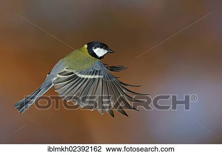 "Great Tit (Parus major), in flight, Bad Hersfeld, Hesse, Germany, Europe" View Large Photo Image Stock Image - "Great Tit (Parus major), in flight, Bad Hersfeld, Hesse, Germany, Europe". Fotosearch