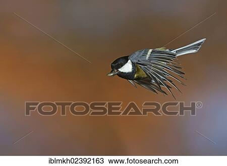 Stock Image - "Great Tit (Parus major), in flight, Bad Hersfeld, Hesse, Germany, Europe". Fotosearch