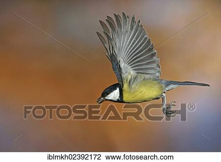 "Great Tit (Parus major), in flight, Bad Hersfeld, Hesse, Germany, Europe" View Large Photo Image Stock Image - "Great Tit (Parus major), in flight, Bad Hersfeld, Hesse, Germany, Europe". Fotosearch