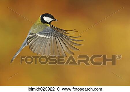"Great Tit (Parus major), in flight, Bad Hersfeld, Hesse, Germany, Europe" View Large Photo Image Stock Image - "Great Tit (Parus major), in flight, Bad Hersfeld, Hesse, Germany, Europe". Fotosearch