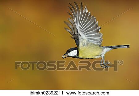 "Great Tit (Parus major), in flight, Bad Hersfeld, Hesse, Germany, Europe" View Large Photo Image Stock Image - "Great Tit (Parus major), in flight, Bad Hersfeld, Hesse, Germany, Europe". Fotosearch