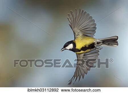 "Great Tit (Parus major) in flight, Asbach, Bad Hersfeld, Hesse, Germany, Europe" View Large Photo Image Stock Image - "Great Tit (Parus major) in flight, Asbach, Bad Hersfeld, Hesse, Germany, Europe". Fotosearch
