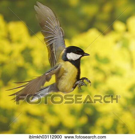 "Great Tit (Parus major) in flight, Asbach, Bad Hersfeld, Hesse, Germany, Europe" View Large Photo Image Stock Image - "Great Tit (Parus major) in flight, Asbach, Bad Hersfeld, Hesse, Germany, Europe". Fotosearch