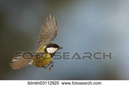 "Great Tit (Parus major) in flight, Asbach, Bad Hersfeld, Hesse, Germany, Europe" View Large Photo Image Stock Image - "Great Tit (Parus major) in flight, Asbach, Bad Hersfeld, Hesse, Germany, Europe". Fotosearch