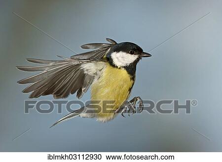 "Great Tit (Parus major) in flight, Asbach, Bad Hersfeld, Hesse, Germany, Europe" View Large Photo Image Stock Image - "Great Tit (Parus major) in flight, Asbach, Bad Hersfeld, Hesse, Germany, Europe". Fotosearch