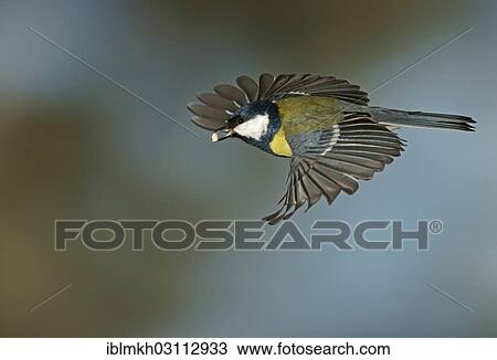 "Great Tit (Parus major) in flight, Asbach, Bad Hersfeld, Hesse, Germany, Europe" View Large Photo Image Stock Image - "Great Tit (Parus major) in flight, Asbach, Bad Hersfeld, Hesse, Germany, Europe". Fotosearch