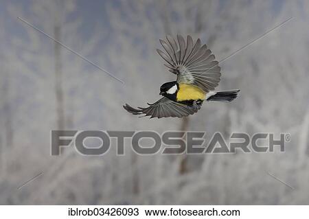 "Great Tit (Parus major) in flight, winter, Erfurt, Thuringia, Germany, Europe" View Large Photo Image Stock Image - "Great Tit (Parus major) in flight, winter, Erfurt, Thuringia, Germany, Europe". Fotosearch