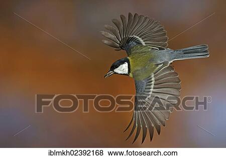 "Great Tit (Parus major), in flight, Bad Hersfeld, Hesse, Germany, Europe" View Large Photo Image Stock Photo - "Great Tit (Parus major), in flight, Bad Hersfeld, Hesse, Germany, Europe". Fotosearch