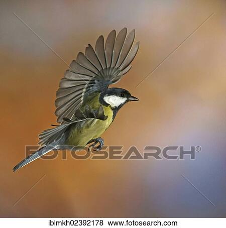 "Great Tit (Parus major), in flight, Bad Hersfeld, Hesse, Germany, Europe" View Large Photo Image Stock Photo - "Great Tit (Parus major), in flight, Bad Hersfeld, Hesse, Germany, Europe". Fotosearch