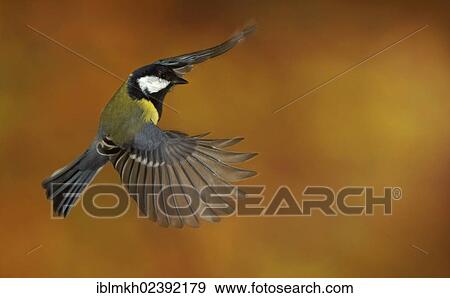 Stock Photo - "Great Tit (Parus major), in flight, Bad Hersfeld, Hesse, Germany, Europe". Fotosearch
